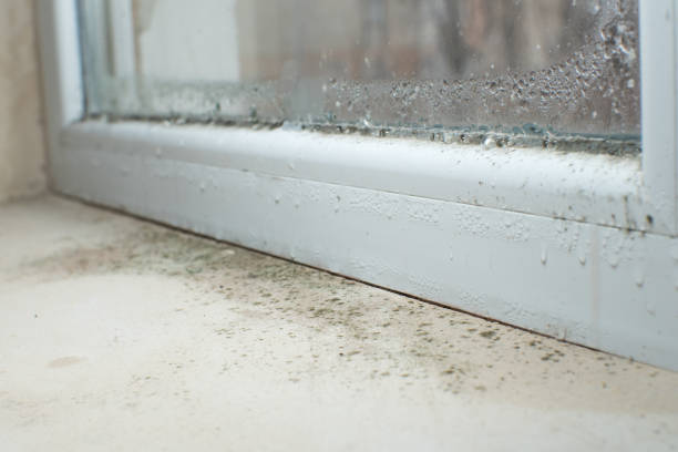 Best Mold Removal for HVAC Installations  in Lavaca, AR